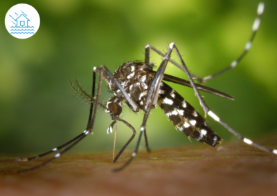 Nettoyez votre habitat et prévenez les maladies vectorielles