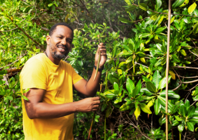 Restaurer la mangrove d&rsquo;Ashton Lagoon