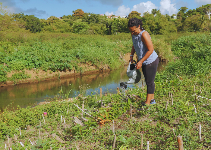 Revagetating the banks of Lézarde river