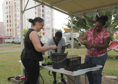 Developing aquaponics in an urban environment
