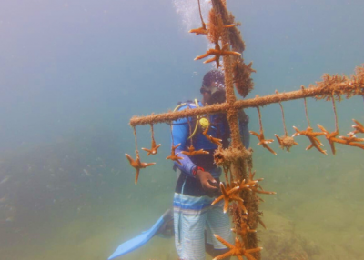 Restaurer les coraux à Labrelotte Bay