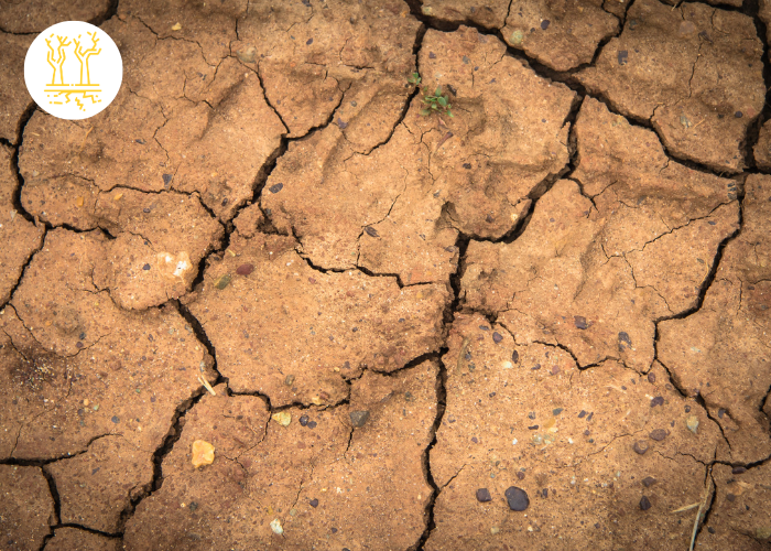 10 manières de prévenir les impacts de la sécheresse